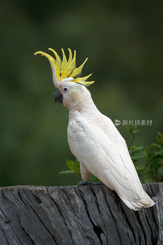 硫磺凤头鹦鹉(Cacatua galerita)